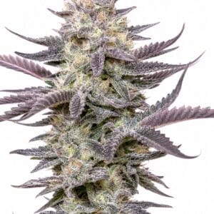 Professor Trichome - Dolato by Seed City Bulk Cannabis Seeds plant image