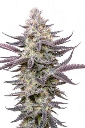 Professor Trichome – Dolato