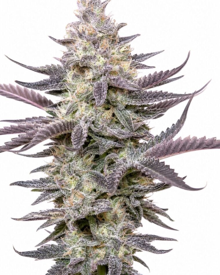 Professor Trichome - Dolato by Seed City Bulk Cannabis Seeds plant image