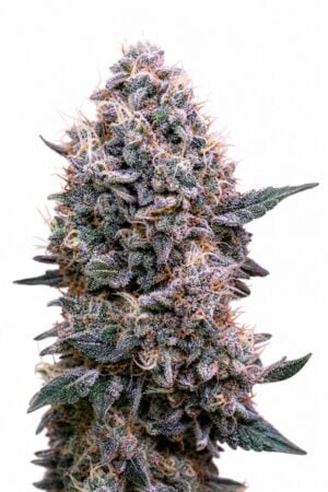 Professor Trichome – DoSiDos Auto