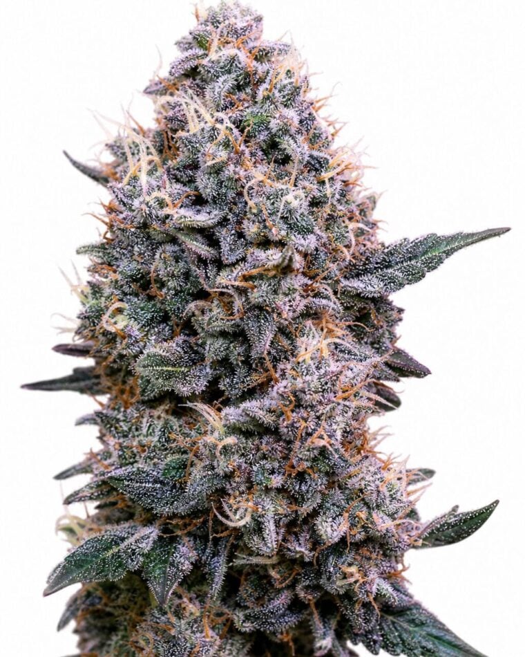 Professor Trichome - DoSiDos Auto by Seed City Bulk Cannabis Seeds plant image
