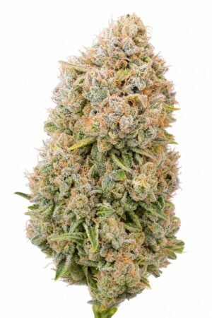 Professor Trichome – DoSiDos x Girl Scout Cookies