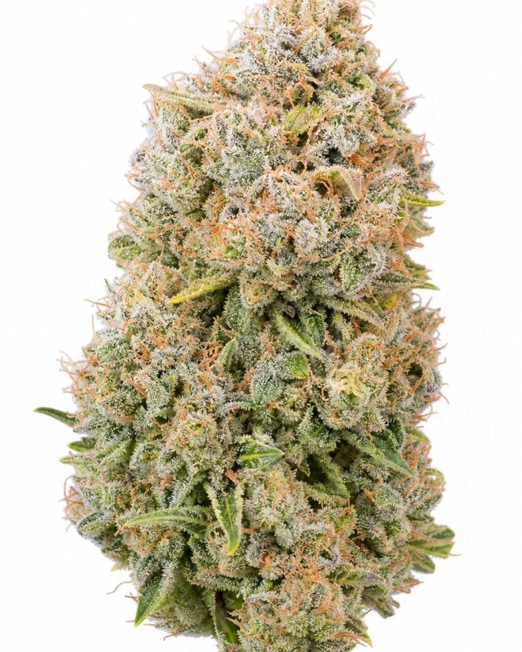 Professor Trichome - DoSiDos x Girl Scout Cookies by Seed City Bulk Cannabis Seeds plant image