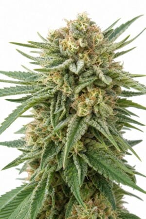 Professor Trichome – DoSiDos x Gorilla Glue