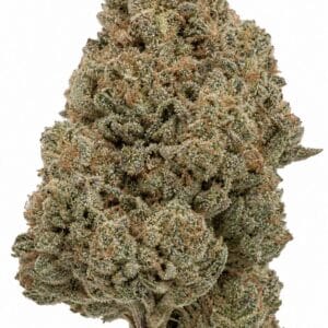 Professor Trichome - Fire OG Kush by Seed City Bulk Cannabis Seeds plant image