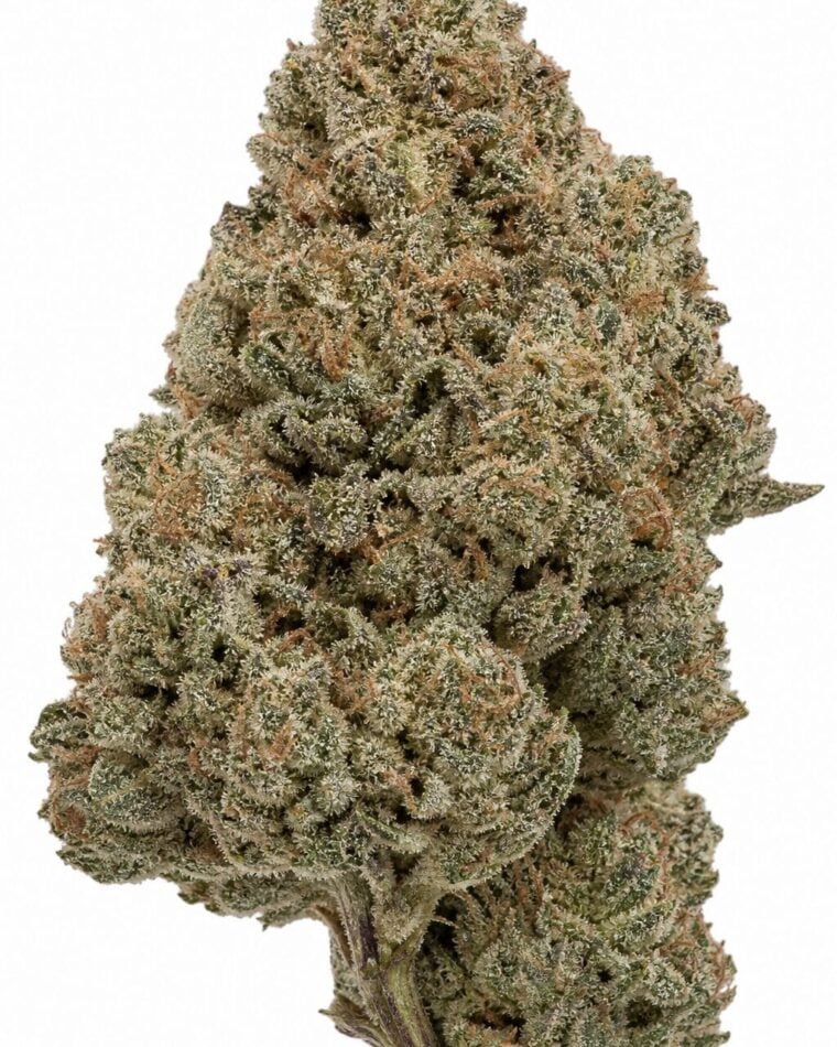 Professor Trichome - Fire OG Kush by Seed City Bulk Cannabis Seeds plant image