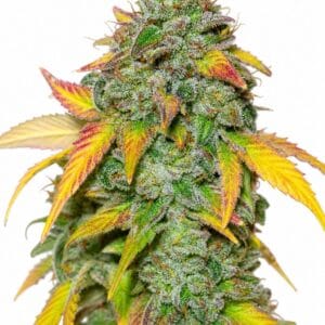 Professor Trichome - Gelato Auto by Seed City Bulk Cannabis Seeds plant image