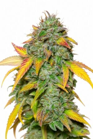 Professor Trichome – Gelato Auto