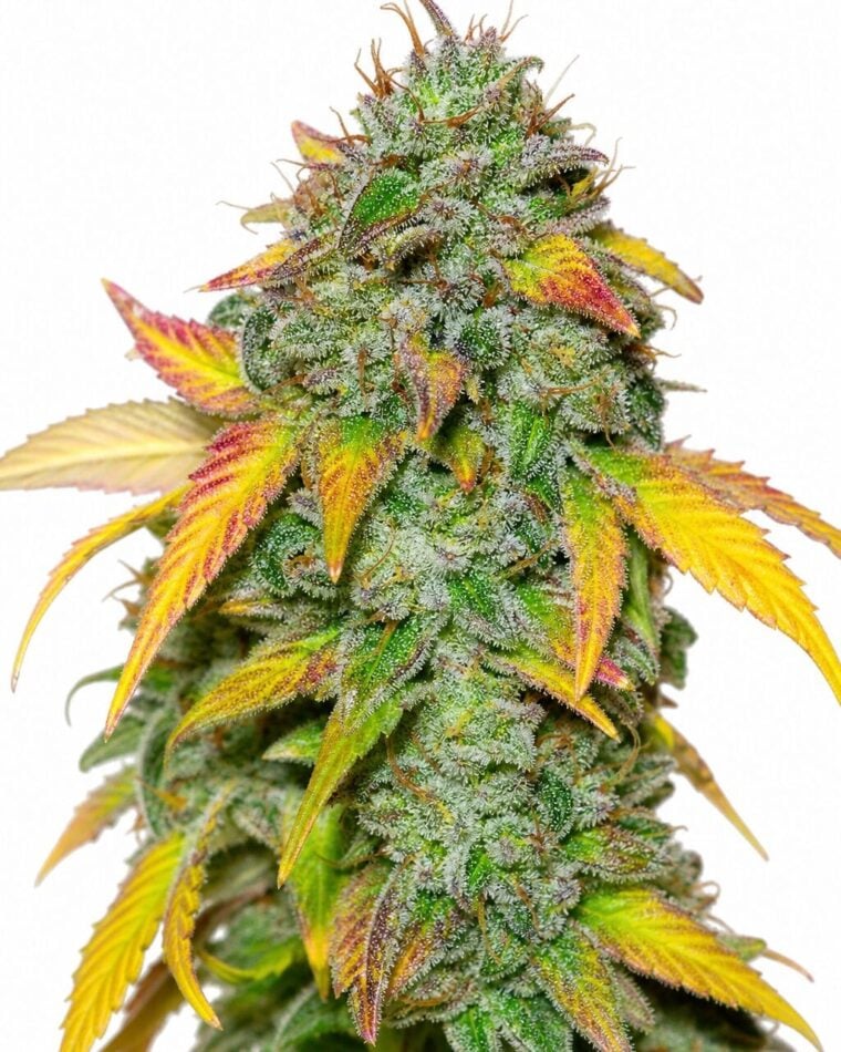 Professor Trichome - Gelato Auto by Seed City Bulk Cannabis Seeds plant image