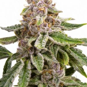 Professor Trichome - Gelato by Seed City Bulk Cannabis Seeds plant image