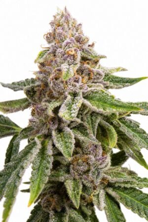 Professor Trichome – Gelato