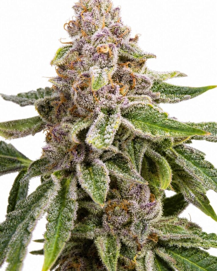 Professor Trichome - Gelato by Seed City Bulk Cannabis Seeds plant image