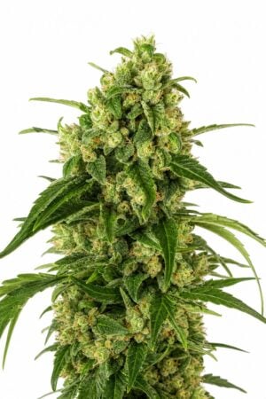 Professor Trichome – Girl Scout Cookies