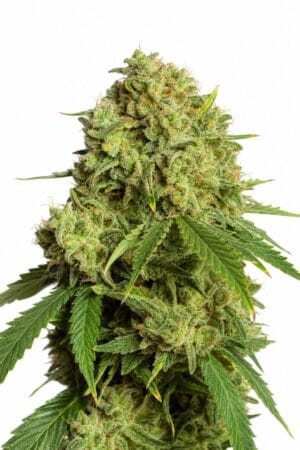 Professor Trichome – Gorilla