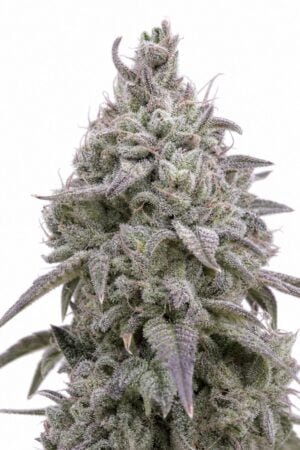 Professor Trichome – Gorilla Glue x Girl Scout Cookies Auto