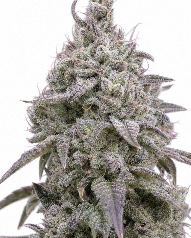 Professor Trichome - Gorilla Glue x Girl Scout Cookies Auto by Seed City Bulk Cannabis Seeds plant image