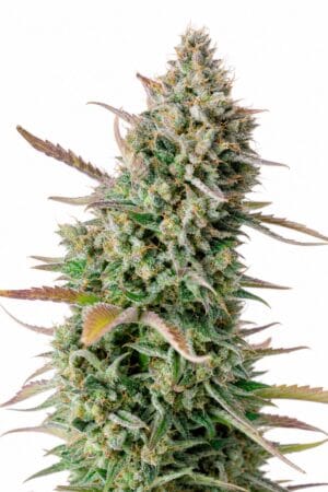 Professor Trichome – Gorilla Sherbet
