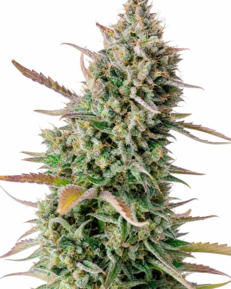 Professor Trichome - Gorilla Sherbet by Seed City Bulk Cannabis Seeds plant image