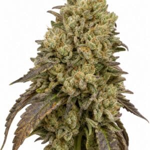 Professor Trichome - Gorilla x Girl Scout Cookies by Seed City Bulk Cannabis Seeds plant image