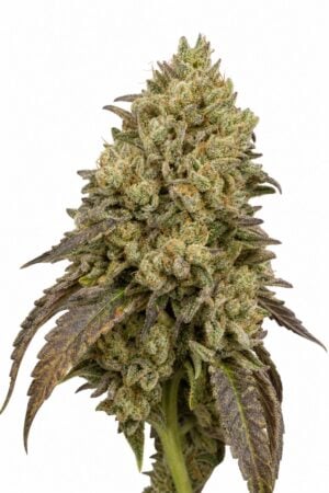Professor Trichome – Gorilla x Girl Scout Cookies