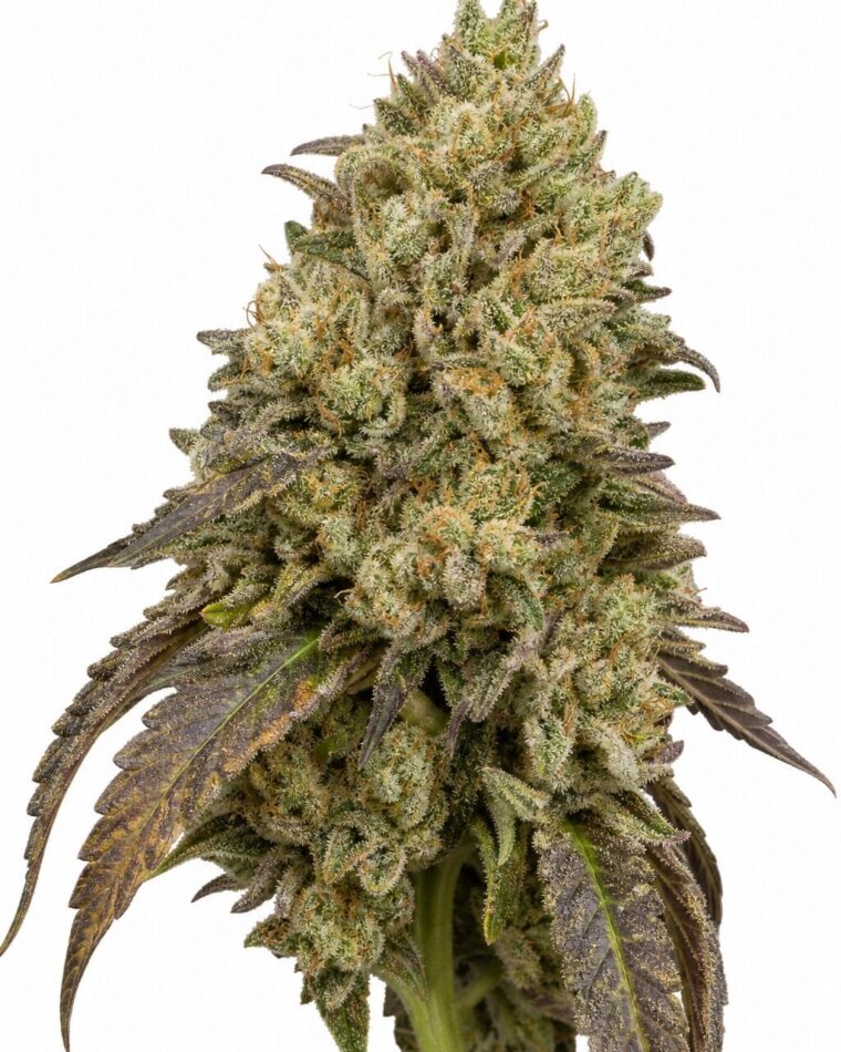 Professor Trichome - Gorilla x Girl Scout Cookies by Seed City Bulk Cannabis Seeds plant image