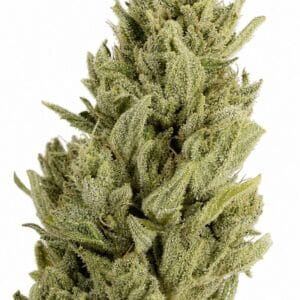 Professor Trichome - Gorilla x Lemon Haze by Seed City Bulk Cannabis Seeds plant image