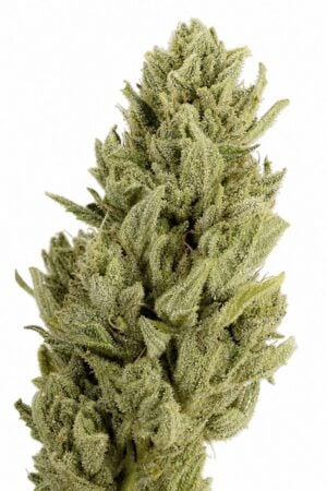 Professor Trichome – Gorilla x Lemon Haze