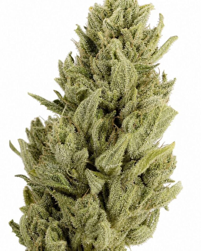 Professor Trichome - Gorilla x Lemon Haze by Seed City Bulk Cannabis Seeds plant image