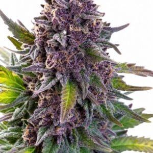 Professor Trichome - Grandaddy Purple by Seed City Bulk Cannabis Seeds plant image