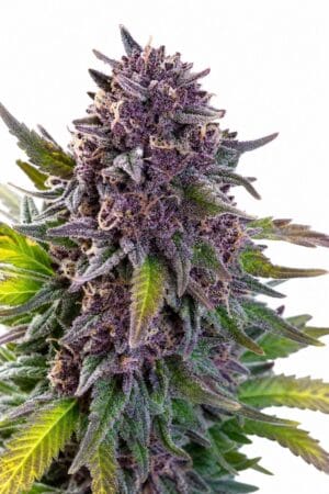 Professor Trichome – Grandaddy Purple