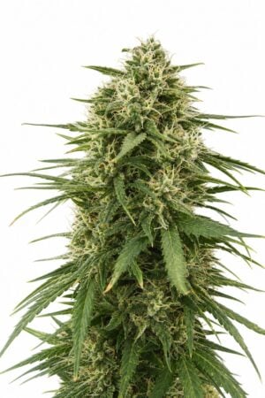 Professor Trichome – Gushers