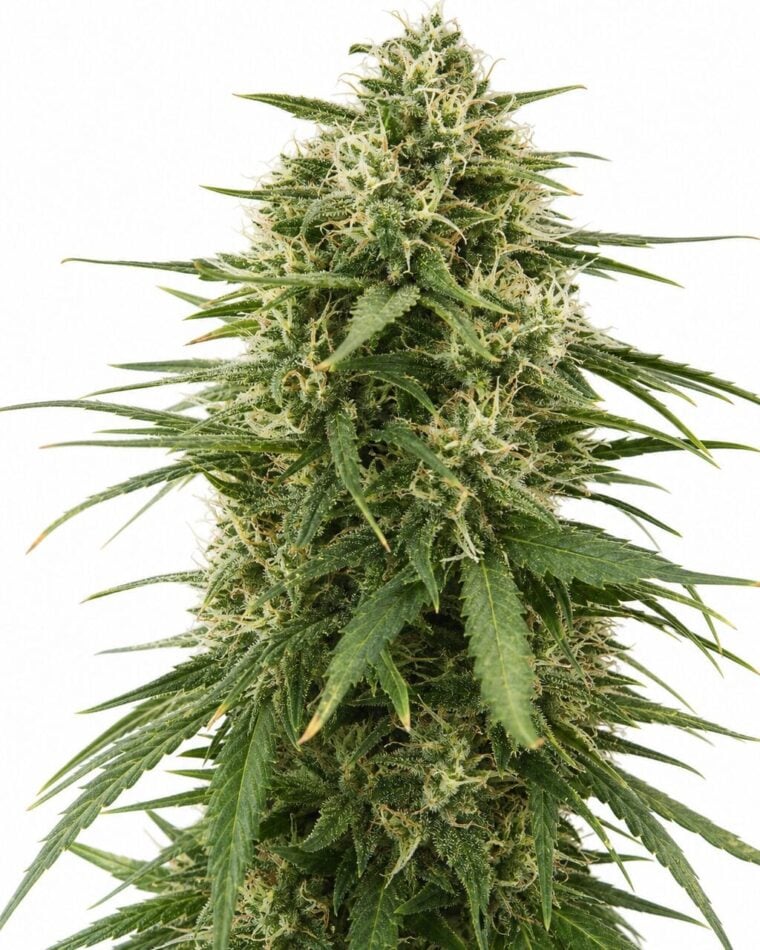 Professor Trichome - Gushers by Seed City Bulk Cannabis Seeds plant image