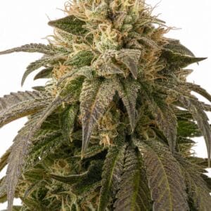 Professor Trichome - Ice Cream Cake by Seed City Bulk Cannabis Seeds plant image