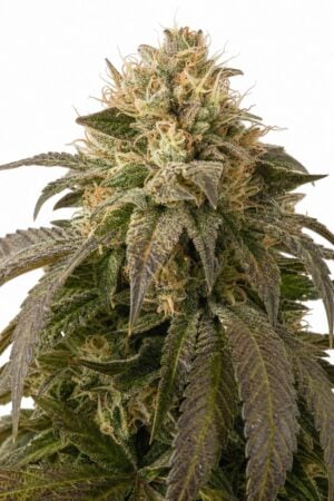 Professor Trichome – Ice Cream Cake
