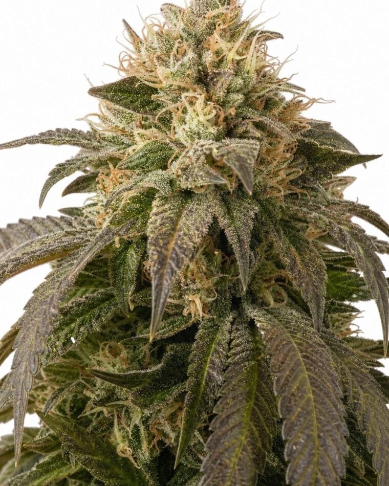 Professor Trichome - Ice Cream Cake by Seed City Bulk Cannabis Seeds plant image