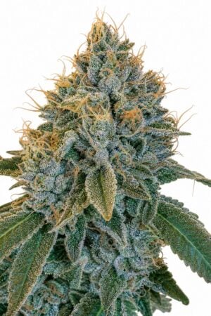 Professor Trichome – Kosher Kush