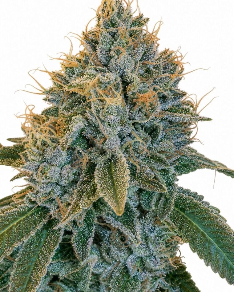 Professor Trichome - Kosher Kush by Seed City Bulk Cannabis Seeds plant image