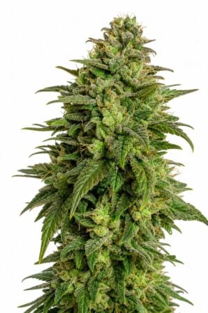 Professor Trichome – Larry OG