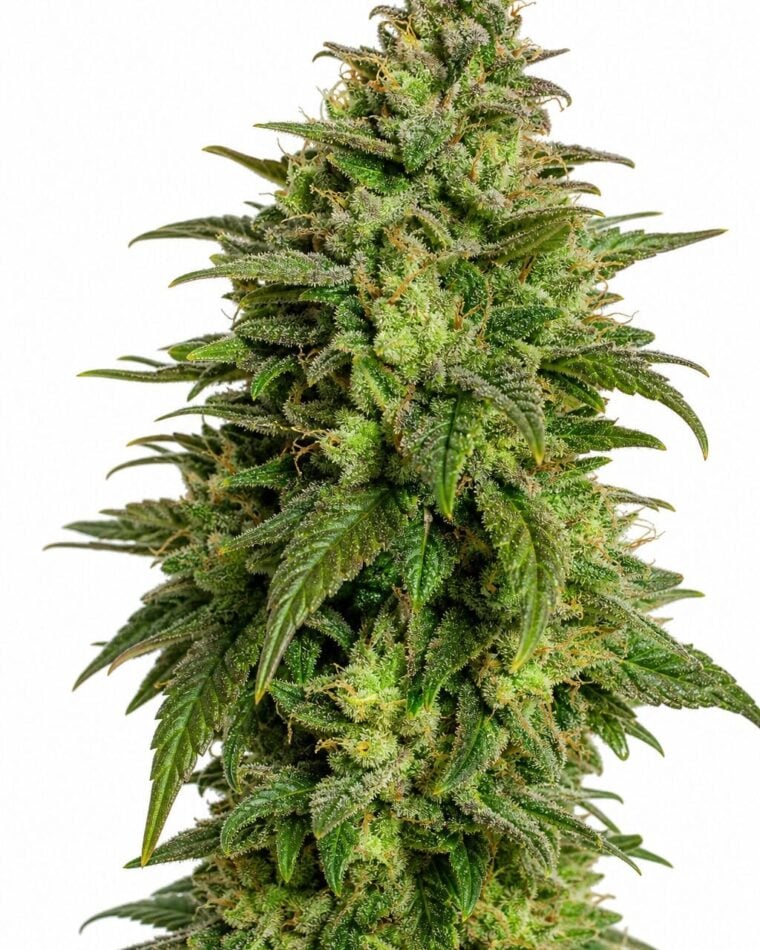 Professor Trichome - Larry OG by Seed City Bulk Cannabis Seeds plant image