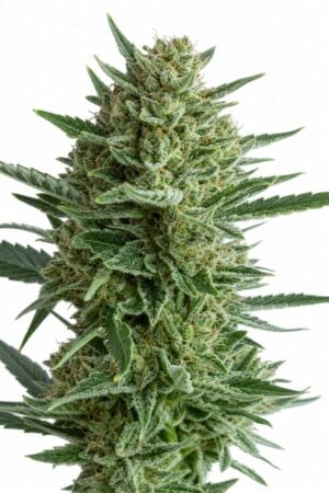 Professor Trichome – Lightning Fast Auto