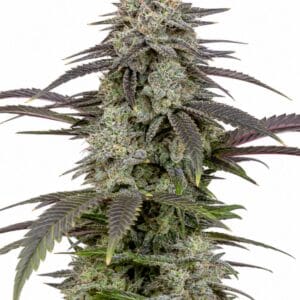 Professor Trichome - London Pound Cake by Seed City Bulk Cannabis Seeds plant image