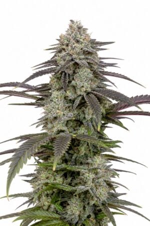 Professor Trichome – London Pound Cake