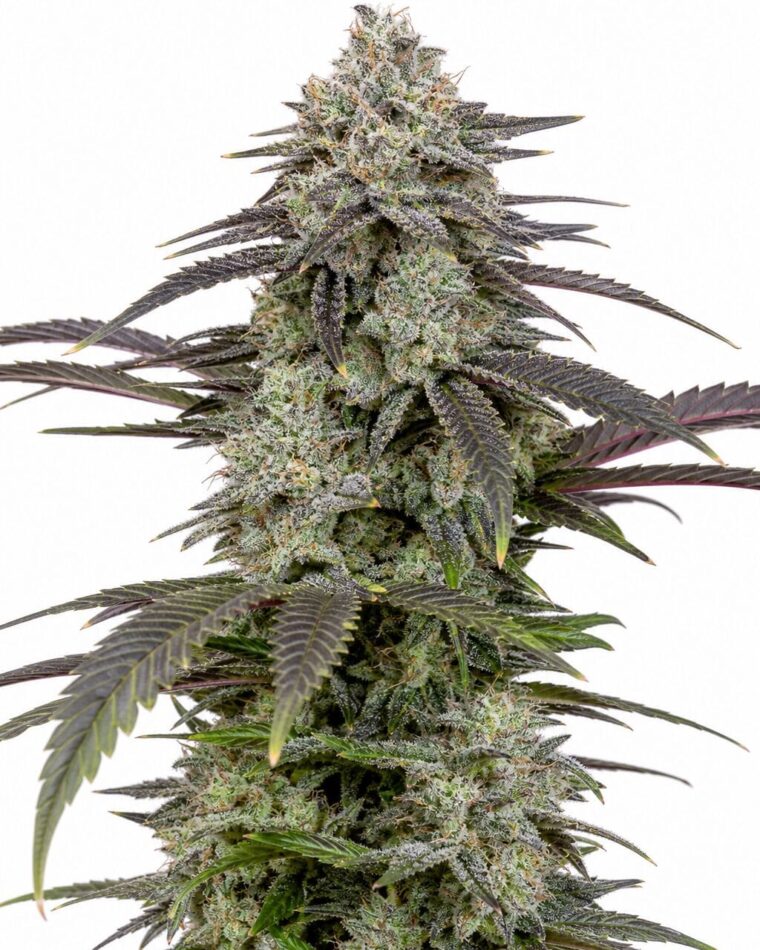 Professor Trichome - London Pound Cake by Seed City Bulk Cannabis Seeds plant image