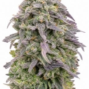 Professor Trichome - Mimosa by Seed City Bulk Cannabis Seeds plant image