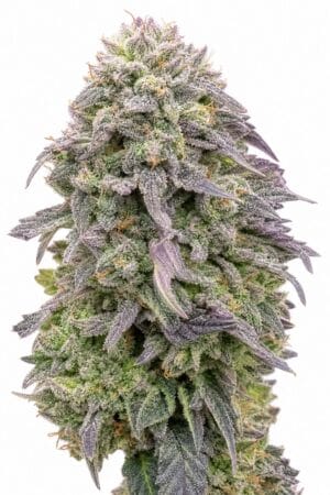 Professor Trichome – Mimosa