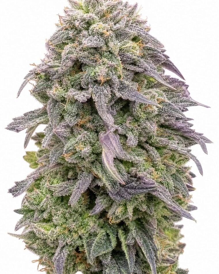 Professor Trichome - Mimosa by Seed City Bulk Cannabis Seeds plant image