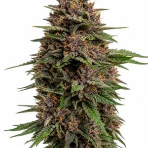 Professor Trichome - Mochi Gelato by Seed City Bulk Cannabis Seeds plant image