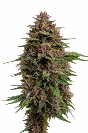 Professor Trichome – Mochi Gelato