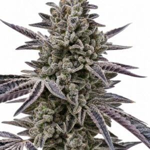 Professor Trichome - Oreos by Seed City Bulk Cannabis Seeds plant image