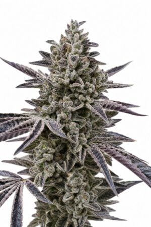 Professor Trichome – Oreos
